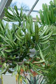 Euphorbia lactea (candelabra plant, mottled spurge, dragon bones, frilled fan, elkhorn, candelabra cactus, milkstripe euphorbia, mottled candlestick)