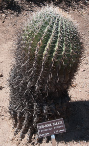 Ferocactus wislizeni (fishhook barrel cactus, fishhook barrel, Arizona barrel cactus, biznaga de agua, candy barrel cactus, viznaga hembra, compass barrel cactus)
