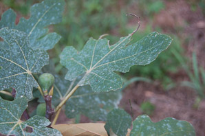 Ficus carica (Celeste fig)