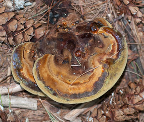 Fomitopsis pinicola (red-banded polypore, red-belted polypore)