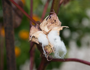 Gossypium hirsutum (cotton, upland cotton)