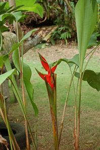 Heliconia bihai (red palulu)