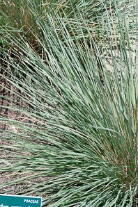 Helictotrichon sempervirens (blue oat grass)