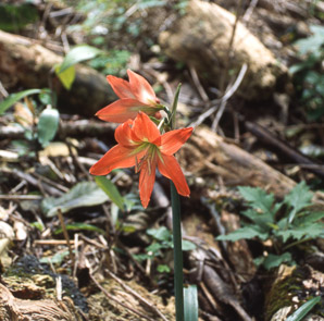 Hemerocallis fulva (common daylily, orange daylily, tawny daylily, tiger daylily, ditch lily, tiger daylil)