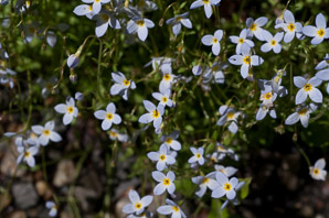 Houstonia caerulea (bluets, quaker ladies, azure bluet, bluet)