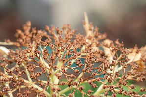 Hydrangea arborescens (smooth hydrangea)