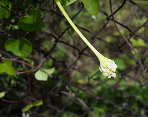 Ipomoea alba (moonflower, moonvine)