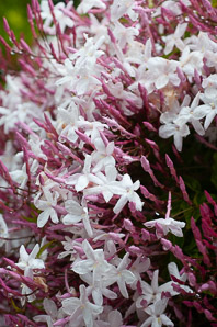 Jasminum polyanthum (pink jasmine, white jasmine)