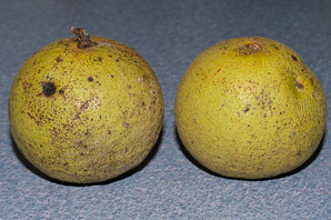 Juglans nigra (Eastern black walnut, black walnut)