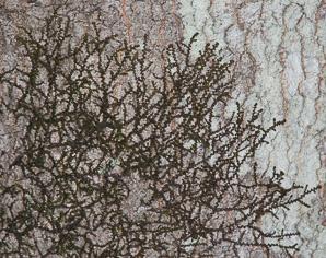 Jungermannia fragilifolia