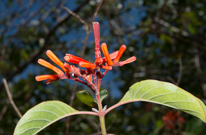 Justicia spicigera (Mexican honeysuckle, mohintli, firecracker bush, orange plume flower)