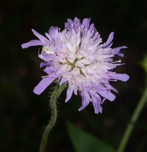 Knautia arvensis (field scabious, blue buttons)