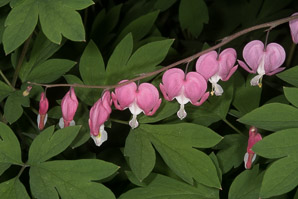 Lamprocapnos spectabilis (bleeding hearts, lyre flower, lady-in-a-bath)