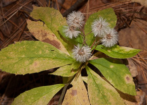 Oclemena acuminata (whorled wood aster, mountain aster, sharp-leaved aster)