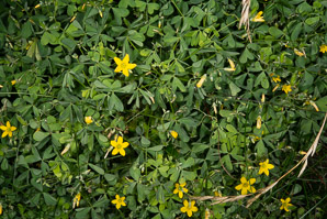 Oxalis dillenii (oxalis, common yellow wood-sorrel, common yellow woodsorrel, yellow wood-sorrel, common yellow oxalis)