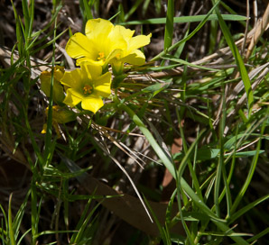 Oxalis pes-caprae (buttercup oxalis, Bermuda buttercup)