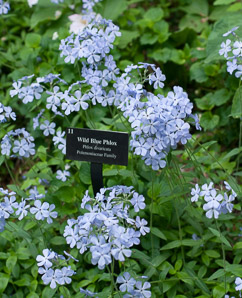 Phlox divaricata (wild blue phlox, Louisiana phlox, blue woodland phlox, sweet William, wild sweet William, blue woodla)