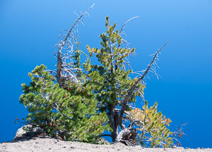 Pinus albicaulis (whitebark pine)