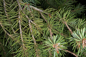 Pinus monophylla (singleleaf piñon, pinyon pine, single-leaf pinyon pine, single-leaf piñon pine)