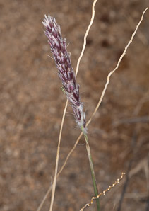 Pleuraphis rigida (Galleta grass)