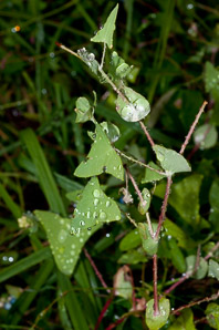 Polygonum perfoliatum (Asiatic tearthumb, devil’s tail, mile-a-minute vine, mile-a-minute weed, mile-a-minute knotweed, )