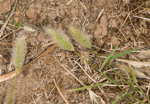 Polypogon monspeliensis (annual beard grass)
