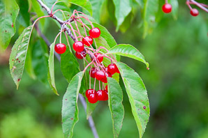 Prunus avium (mazzard cherry)