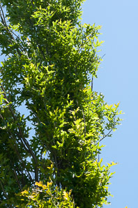 Quercus palustris (green pillar pin oak)