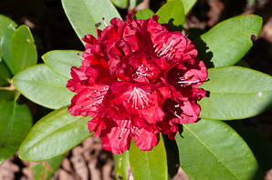 Rhododendron L.