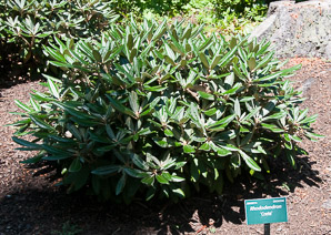Rhododendron ‘Crete’ (rhododendron)