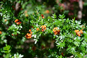 Rhus microphylla (littleleaf desert sumac, littleleaf sumac)