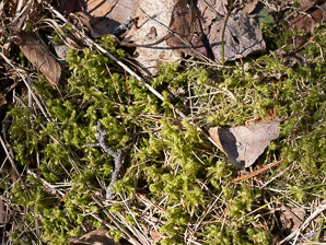 Rhytidiadelphus triquetrus (rough goose neck moss, electrified cat tail moss)