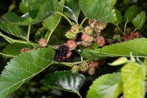Rubus allegheniensis (common blackberry)