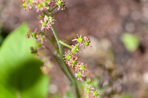 Saxifraga pensylvanica (swamp small-flowered-saxifrage)