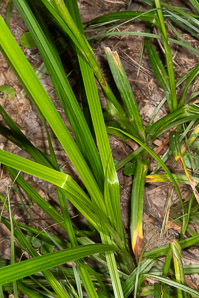Scirpus atrovirens (green bulrush, dark-green bulrush, dark-green bullrush)