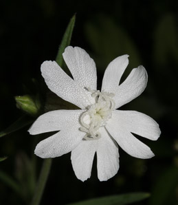 Silene latifolia (bladder campion)