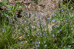 Sisyrinchium mucronatum (blue-eyed grass)