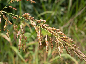 Sorghum halepense (Johnson grass)
