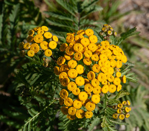 Tanacetum vulgare (common tansy, golden buttons, curly leaf tansy, tansy, bitter buttons)