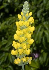 Thermopsis villosa (Carolina lupine, Carolina bushpea, Aaron’s rod, bush pea, false lupine, thermopsis)