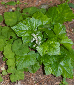 Tiarella cordifolia (heartleaf foamflower, heartleaved foamflower, foamflower, heartleaf foamfower)