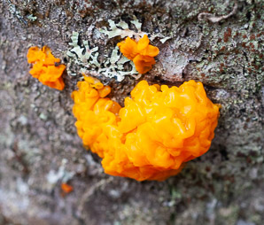 Tremella aurantia (witch’s butter)