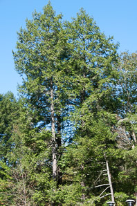 Tsuga canadensis (Canada hemlock, Eastern hemlock, hemlock spruce)