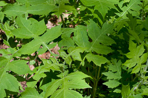Veronicastrum virginicum (Culver’s root)