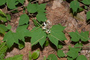 Viburnum acerifolium (maple-leaf viburnum, arrow-wood, maple-leaf arrowwood, maple-leaved viburnum, maple-leaf arrow-wood)