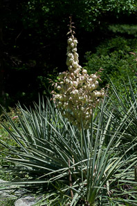 Yucca filamentosa (Adam’s needle, yucca)