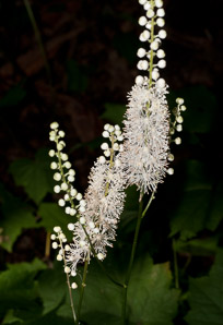 Actaea rubifolia (Appalachian bugbane)