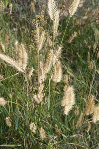 Agropyron cristatum (crested wheatgrass, crested wheat grass)