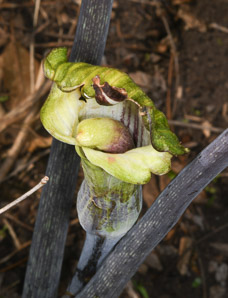 Arisaema triphyllum (jack-in-the-pulpit, bog onion, brown dragon, Indian turnip, wake robin, wild turnip, jack-in-the-pulput)