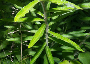Asclepias tuberosa (butterfly milkweed, butterflyweed, orange milkweed, pleurisy root)